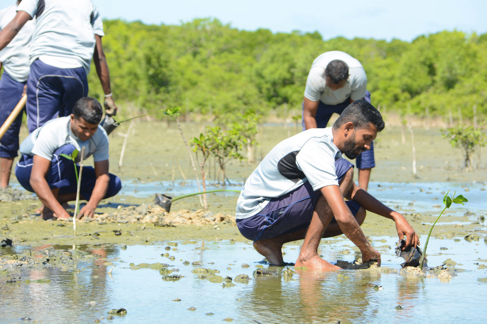 Mangrove Planting 3