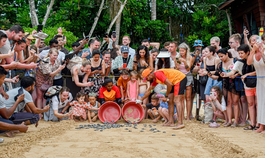 Turtle Conservation 1