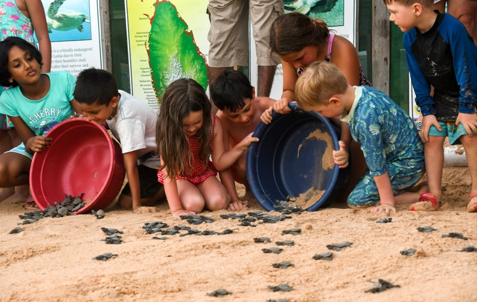 Turtle Conservation 3