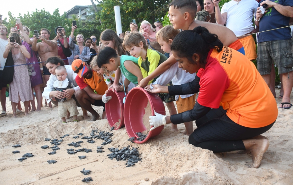Turtle Conservation 4